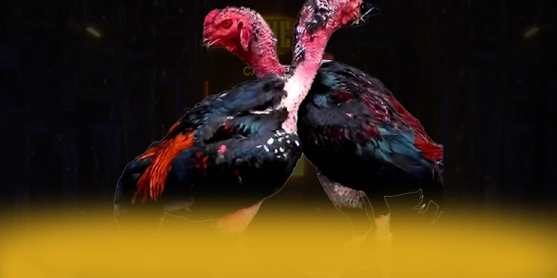 Cập nhật thông tin về SA88 - Thương hiệu đẳng cấp 2025
Cập nhật thông tin về SA88 - Thương hiệu đẳng cấp 2025