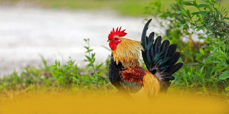 tỷ lệ kèo bóng đá - Cổng trò chơi sở hữu top trò chơi nổi bật đang làm mưa làm gió trên thị trường – Khám phá thế giới giải trí tại tỷ lệ kèo bóng đá