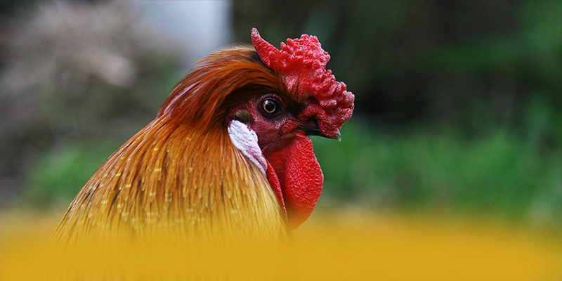 Khám phá GO8 - Trang game có thưởng lớn được cộng đồng đánh giá cao
Khám phá GO8 - Trang game có thưởng lớn được cộng đồng đánh giá cao