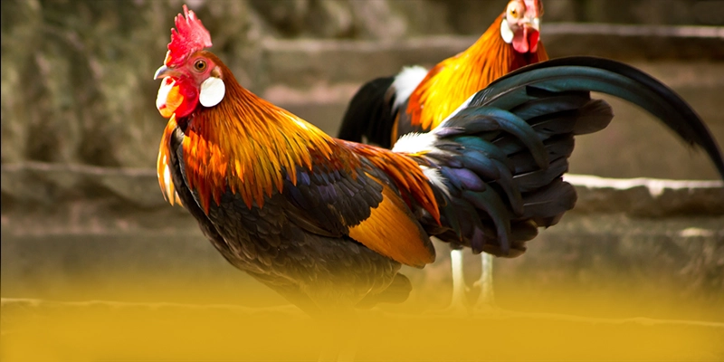 SUNWIN - Ứng dụng giải trí đang làm mưa làm gió đang làm mưa làm gió trên thị trường – Điểm qua SUNWIN