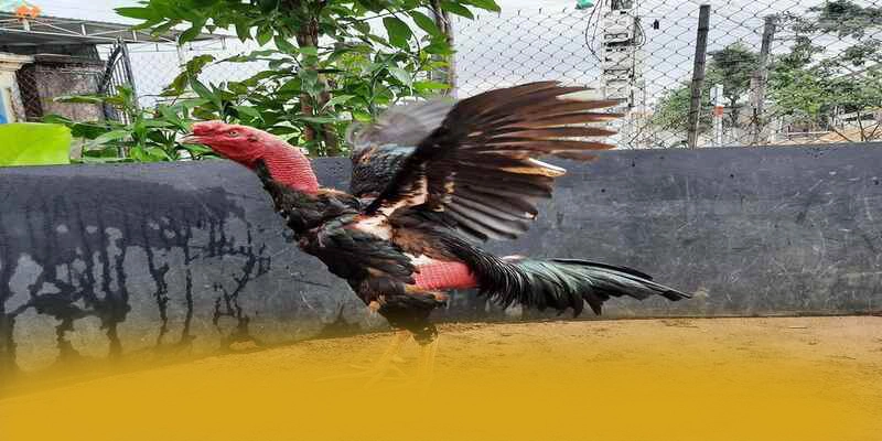 GO8 - Cổng trò chơi hiệu năng vượt trội được quan tâm hàng đầu GO8 - Cổng trò chơi hiệu năng vượt trội được quan tâm hàng đầu