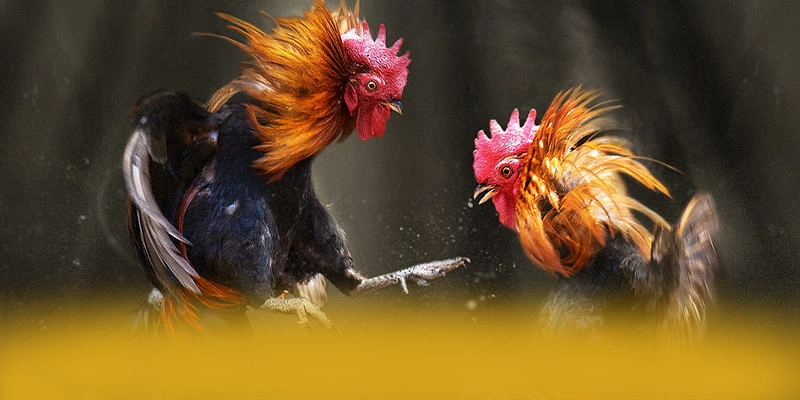 B52 - Tổng hợp đánh giá với góc nhìn khách quan.