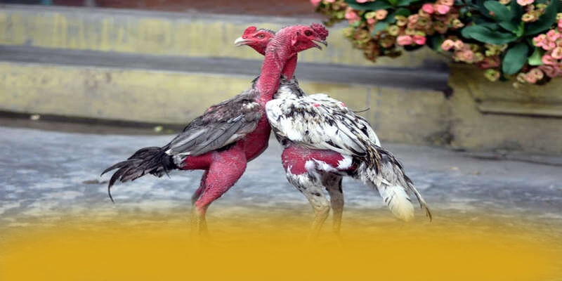 NK88 - Tổng kết hành trình phát triển theo đánh giá từ người dùng.