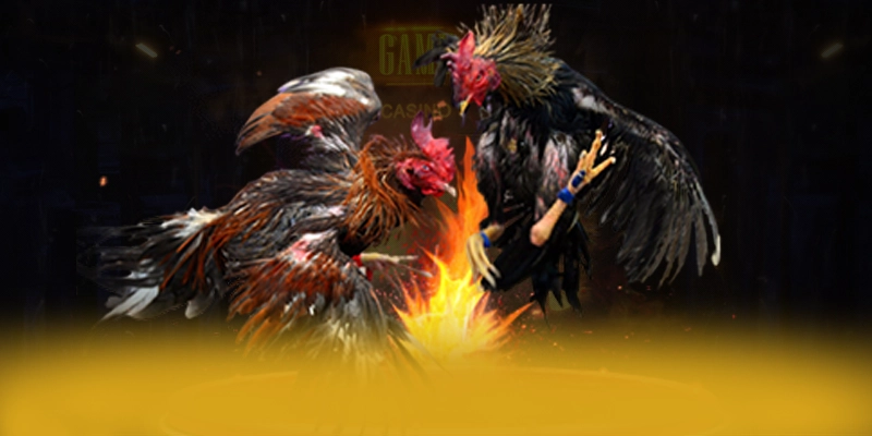 ZBET - Hỗ trợ người chơi chuyên nghiệp luôn sẵn sàng
