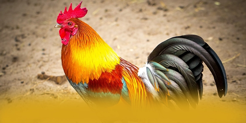 Khám phá vabet - Nhà cái uy tín uy tín số 1 trên thị trường
